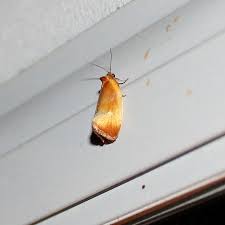 Attēlu rezultāti vaicājumam “Eulia ministrana”