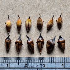 Attēlu rezultāti vaicājumam “Phleum phleoides fruit”