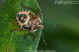 Attēlu rezultāti vaicājumam “Troilus luridus”