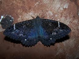 Attēlu rezultāti vaicājumam “Noctuidae”