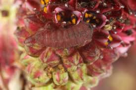 Attēlu rezultāti vaicājumam “Maculinea teleius underside”