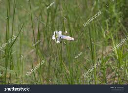 Attēlu rezultāti vaicājumam “Agrodiaetus amandus”