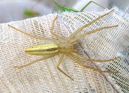 Attēlu rezultāti vaicājumam “Tibellus oblongus”