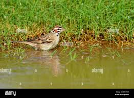 Image result for Chondestes grammacus