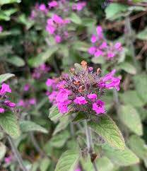 Attēlu rezultāti vaicājumam “Clinopodium vulgare leaf”