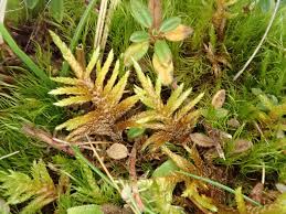 Attēlu rezultāti vaicājumam “Pseudoscleropodium purum”