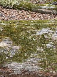 Attēlu rezultāti vaicājumam “Platygyrium repens”