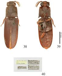Attēlu rezultāti vaicājumam “Athous sp.”