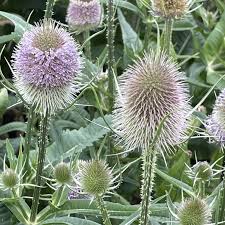 Attēlu rezultāti vaicājumam “Dipsacus fullonum fruit”