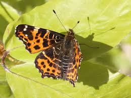 Attēlu rezultāti vaicājumam “Araschnia levana upperside”