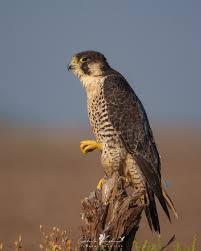Attēlu rezultāti vaicājumam “Phylloscopus trochiloides adult”