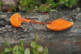 Attēlu rezultāti vaicājumam “Pycnoporellus fulgens”