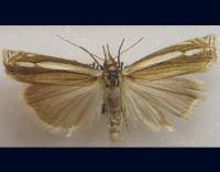 Attēlu rezultāti vaicājumam “Crambus silvella”