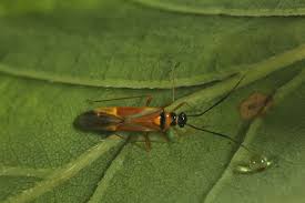 Attēlu rezultāti vaicājumam “Oncopsis sp.”