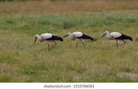 Attēlu rezultāti vaicājumam “Ciconia ciconia juvenile”