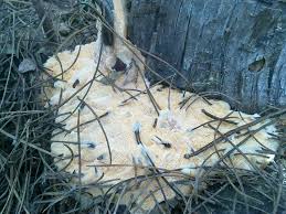 Attēlu rezultāti vaicājumam “Rigidoporus crocatus”