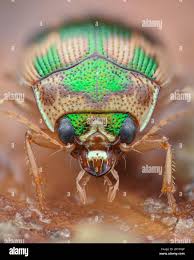 Attēlu rezultāti vaicājumam “Omophron limbatum”