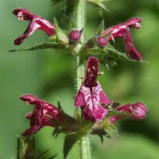 Attēlu rezultāti vaicājumam “Stachys sylvatica”