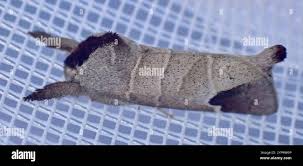 Attēlu rezultāti vaicājumam “Clostera curtula”