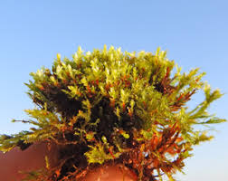 Attēlu rezultāti vaicājumam “Bryum neodamense macro”