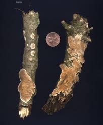 Attēlu rezultāti vaicājumam “Steccherinum ochraceum”