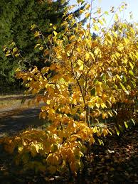 Attēlu rezultāti vaicājumam “Hamamelis virginiana”