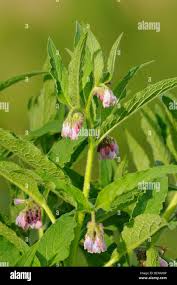 Image result for Symphytum officinale