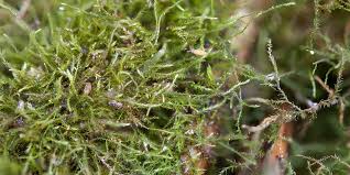 Attēlu rezultāti vaicājumam “Platydictya jungermannioides”