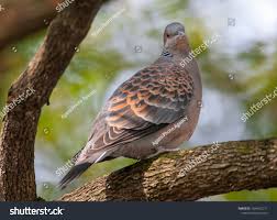 Image result for Streptopelia orientalis