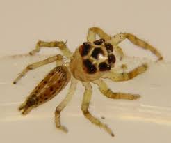 Attēlu rezultāti vaicājumam “Salticidae”