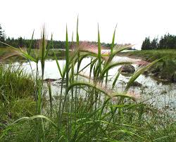 Attēlu rezultāti vaicājumam “Hordeum jubatum”