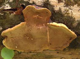 Attēlu rezultāti vaicājumam “Phellinus nigrolimitatus”