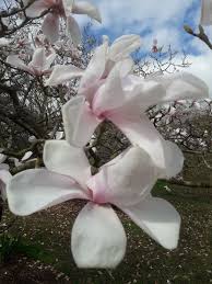 Attēlu rezultāti vaicājumam “Magnolia cylindrica”