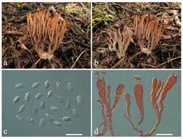 Attēlu rezultāti vaicājumam “Lentaria sp.”
