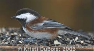 Image result for Poecile montana