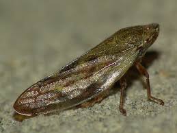 Attēlu rezultāti vaicājumam “Aphrophoridae”