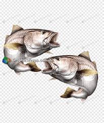 Image result for Argyrosomus japonicus