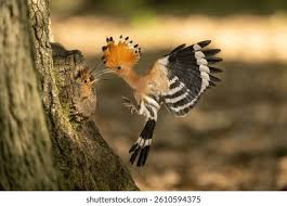 Attēlu rezultāti vaicājumam “Aegithalos caudatus”