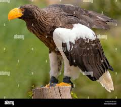 Image result for Haliaeetus albicilla