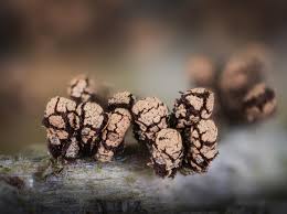 Attēlu rezultāti vaicājumam “Didymium verrucisporum”