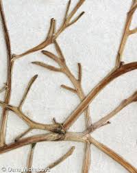 Attēlu rezultāti vaicājumam “Cakile maritima subsp. baltica”