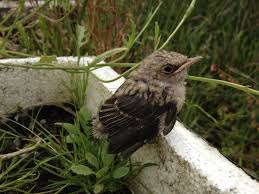 Attēlu rezultāti vaicājumam “Muscicapa striata nest”