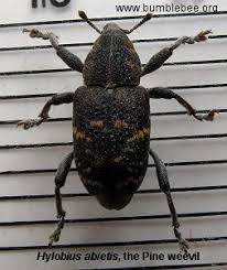 Attēlu rezultāti vaicājumam “Hylobius abietis”