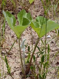 Attēlu rezultāti vaicājumam “Petasites spurius”
