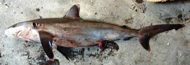 Image result for Carcharhinus albimarginatus