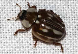 Attēlu rezultāti vaicājumam “Myzia oblongoguttata”