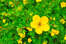 Attēlu rezultāti vaicājumam “Potentilla reptans flower”