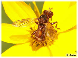 Attēlu rezultāti vaicājumam “Sicus ferrugineus”