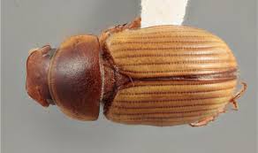 Attēlu rezultāti vaicājumam “Aphodius subterraneus”