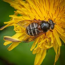 Attēlu rezultāti vaicājumam “Sericomyia lappona”